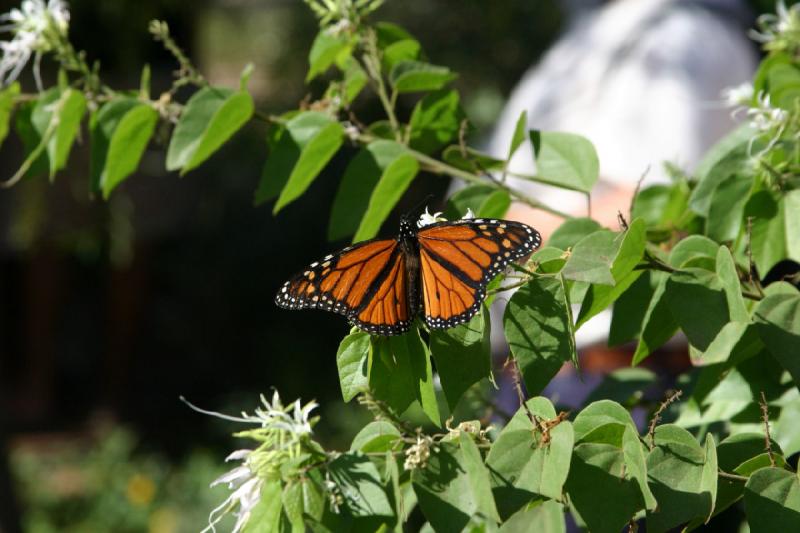 2007-10-27 13:32:46 ** Botanischer Garten, Phoenix ** Monarchfalter.