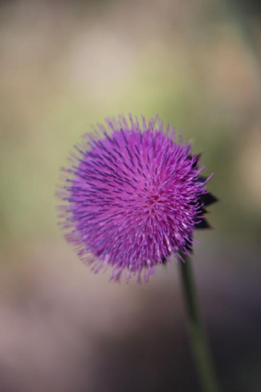 2010-08-21 10:23:31 ** Uinta Mountains ** Thistle.