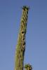 Saguaro mit Vogelnestern.