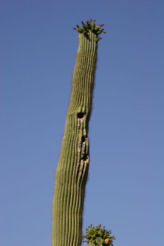 2006-06-17 17:14:38 ** Botanischer Garten, Kaktus, Tucson ** Saguaro mit Vogelnestern.