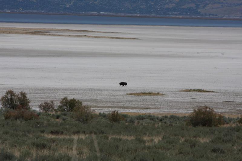 2012-06-11 13:11:00 ** Antelope Island, Bison, Utah ** 