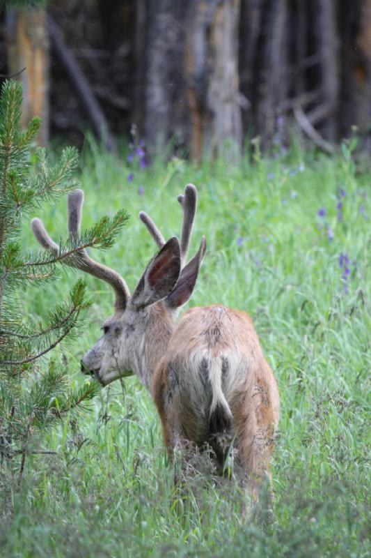 2009-08-05 17:45:40 ** Reh, Yellowstone Nationalpark ** 