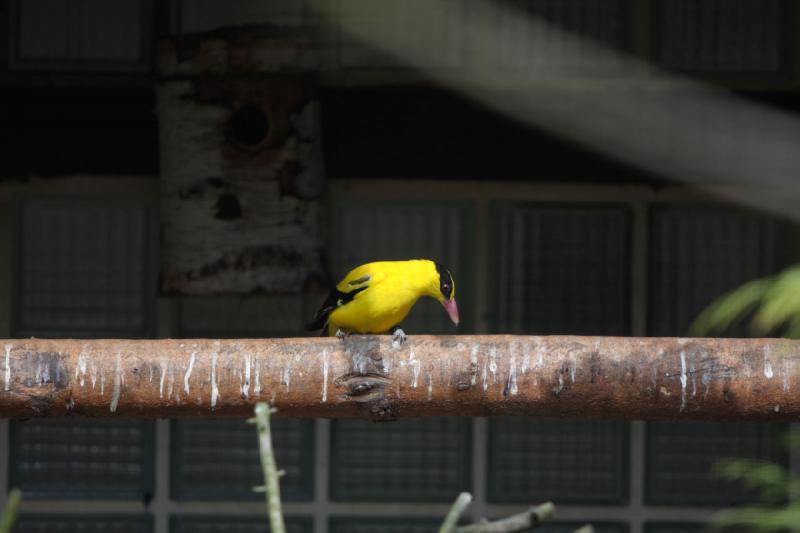 2010-04-13 15:27:29 ** Deutschland, Walsrode, Zoo ** 