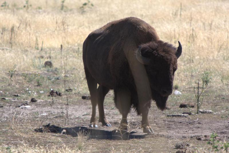 2014-08-15 11:20:51 ** Antelope Island, Bison, Utah ** 