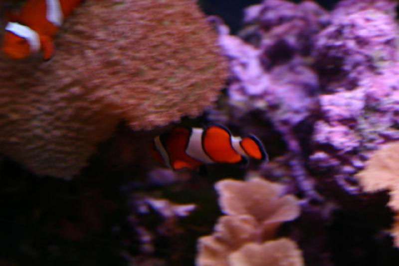 2007-12-15 13:12:24 ** Aquarium, Utah, Zoo ** Clowfish.