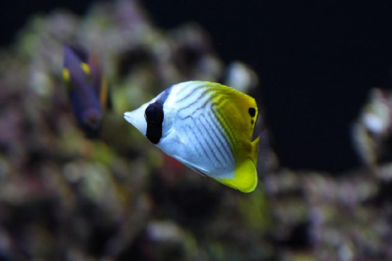 2012-06-16 11:04:27 ** Aquarium, Seattle ** 