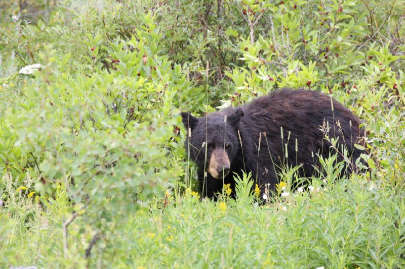 2009-08-05 14:06:45 ** Black Bear, Yellowstone National Park ** 