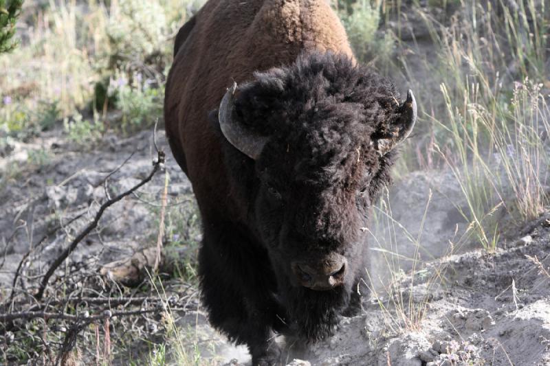 2008-08-15 17:28:01 ** Bison, Yellowstone Nationalpark ** 