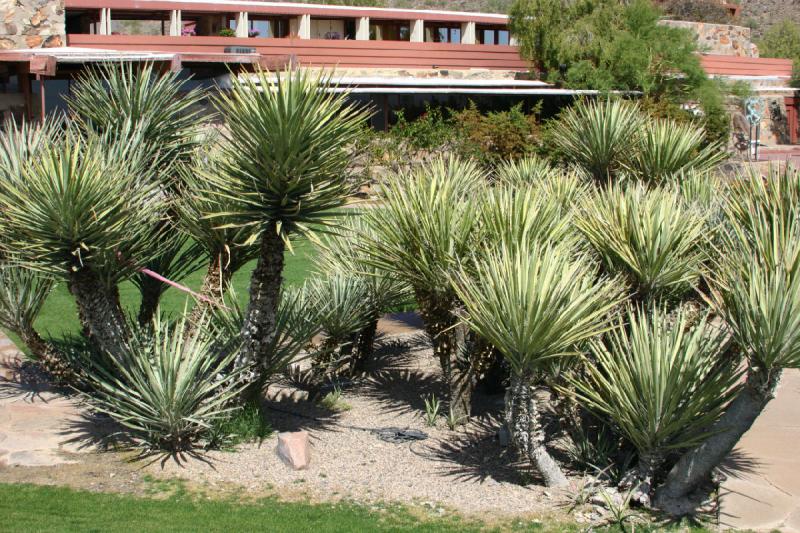 2007-04-14 14:31:52 ** Phoenix, Taliesin West ** Diese Pflanzen brauchen nicht so viel Wasser, sind also für den Wüstengarten sehr gut geeignet.