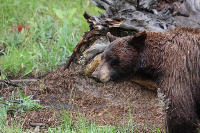 2009-08-04 16:09:42 ** Black Bear, Yellowstone National Park ** 