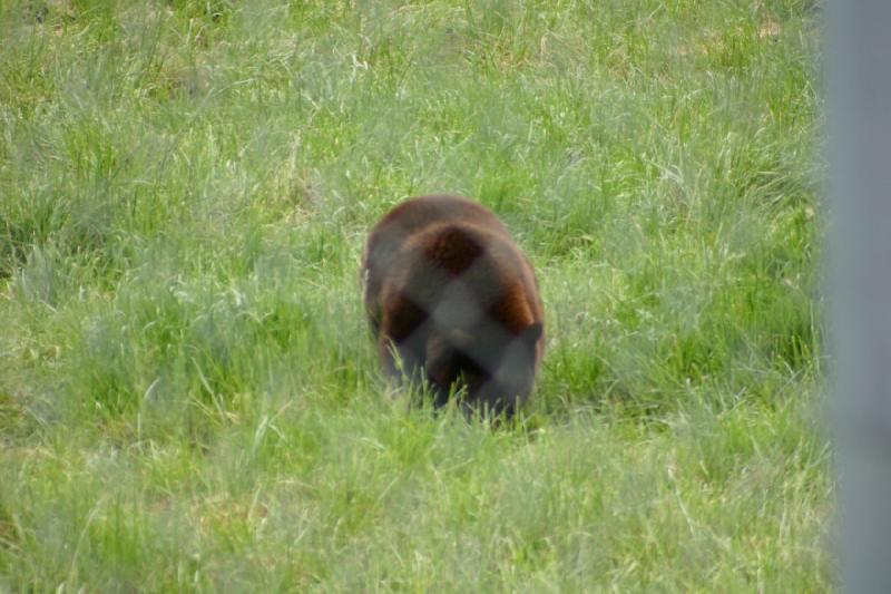 2005-05-07 14:56:10 ** Oregon, Roseburg, Zoo ** Bear behind a fence.