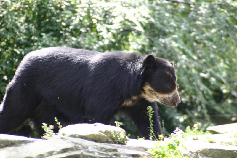 2005-08-24 14:41:59 ** Berlin, Germany, Zoo ** Spectacled bear.