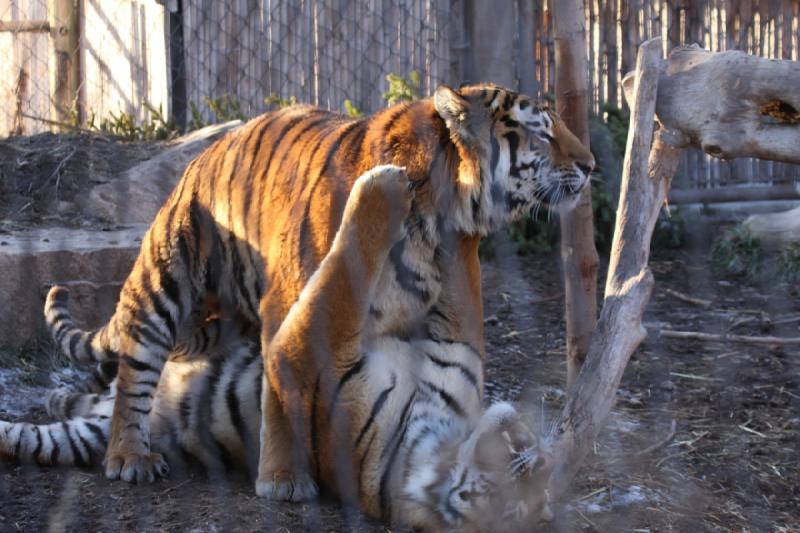 2011-01-23 16:40:01 ** Tiger, Utah, Zoo ** 