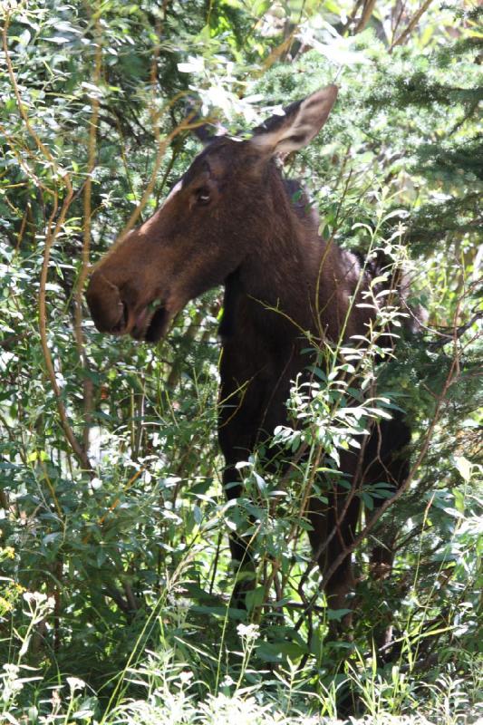 2010-08-21 11:15:52 ** Moose, Uinta Mountains ** 