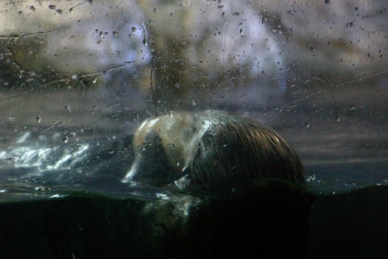 2007-10-13 10:57:54 ** Aquarium, Kalifornien, Zoo ** Seeotter frißt aus einer Schale.