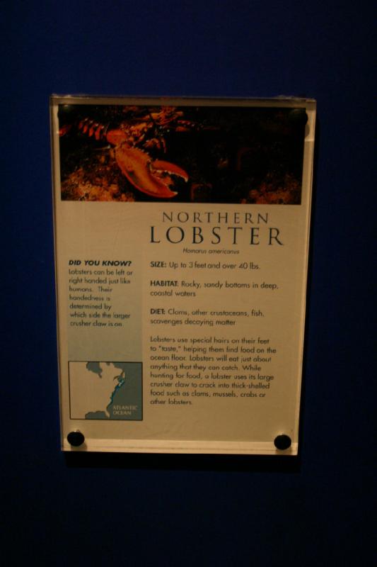 2007-12-15 13:05:54 ** Aquarium, Utah, Zoo ** Description of the Northern or American Lobster (Homarus americanus).