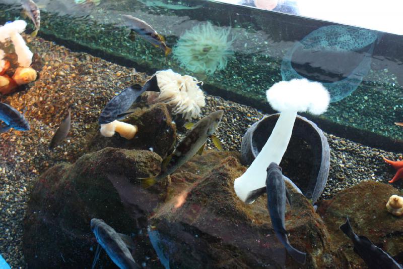 2012-06-16 11:49:33 ** Aquarium, Seattle ** 