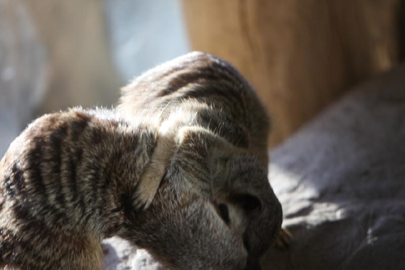 2011-01-23 16:10:06 ** Utah, Zoo ** 