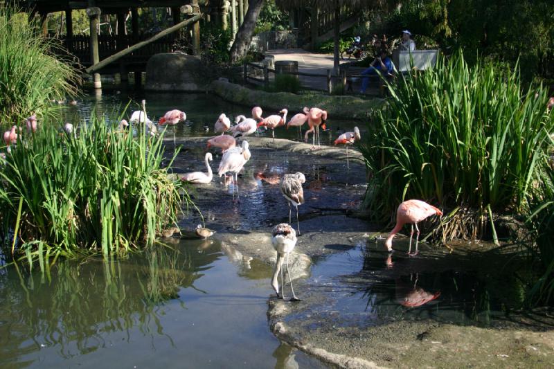 2008-03-21 16:22:22 ** San Diego, San Diego Zoo's Wild Animal Park ** 