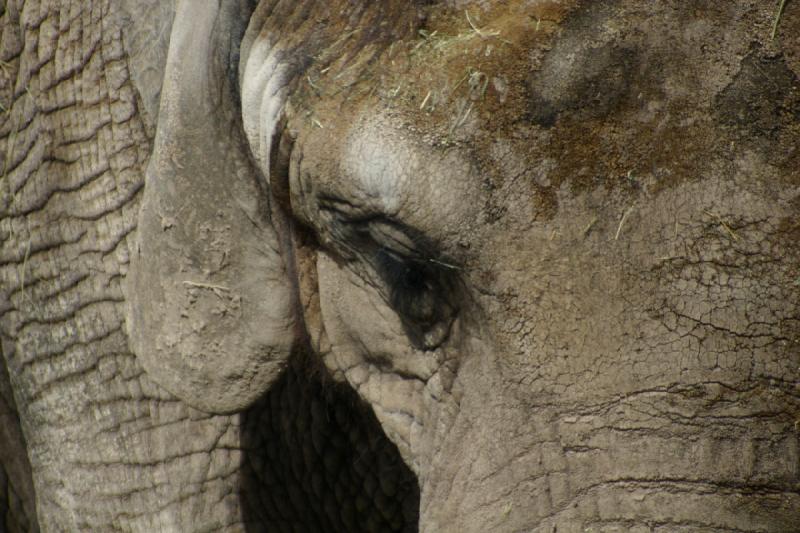 2007-03-11 13:12:46 ** Utah, Zoo ** Auge des Elefanten.