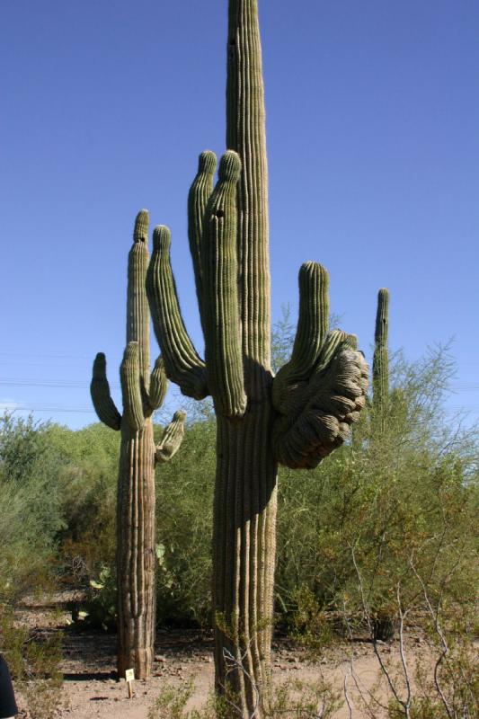 2007-10-27 13:53:52 ** Botanischer Garten, Kaktus, Phoenix ** Saguaro-Kakteen.