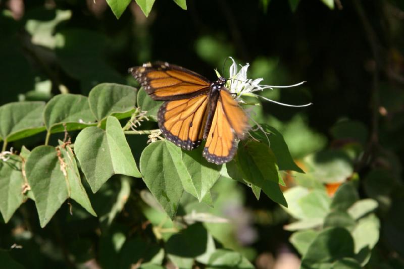 2007-10-27 13:33:32 ** Botanischer Garten, Phoenix ** Monarchfalter.