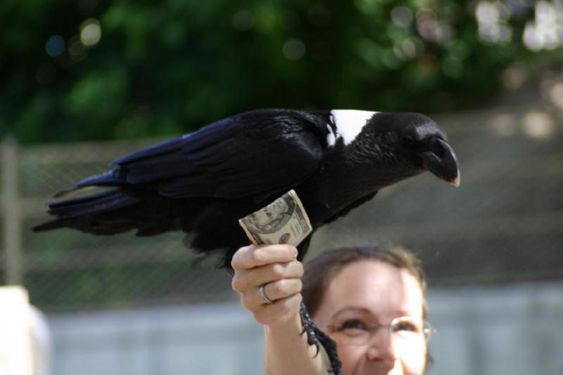 2007-06-18 11:14:10 ** Utah, Zoo ** Der Rabe schaut sich das Geld genauer an.