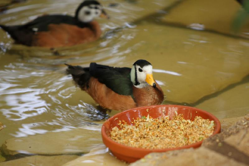 2010-04-13 13:55:20 ** Deutschland, Walsrode, Zoo ** 