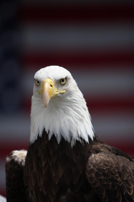 2011-05-07 11:27:50 ** Utah, Weißkopfseeadler, Zoo ** 