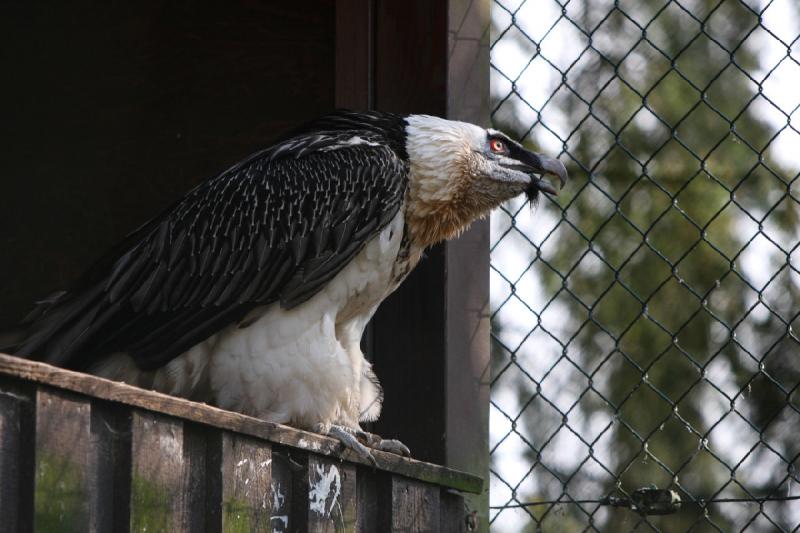 2010-04-13 16:09:46 ** Deutschland, Walsrode, Zoo ** 