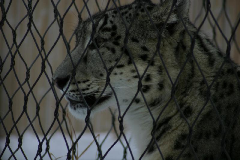 2007-12-09 15:56:46 ** Utah, Zoo ** Schneeleopard.