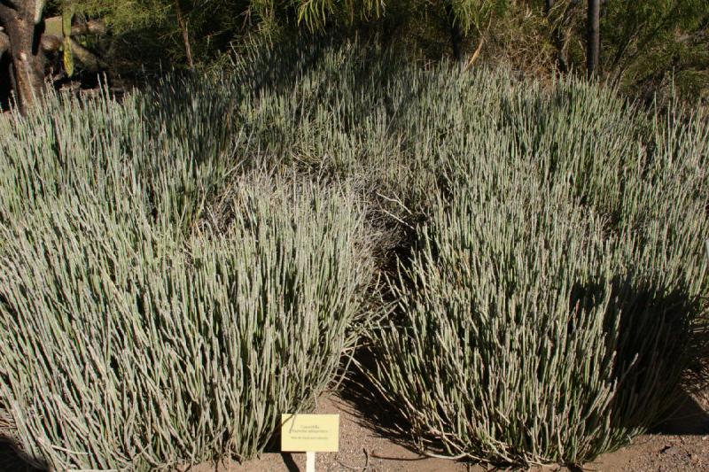 2007-10-27 14:17:42 ** Botanischer Garten, Kaktus, Phoenix ** Candelilla (Euphorbia antisyphilitica).