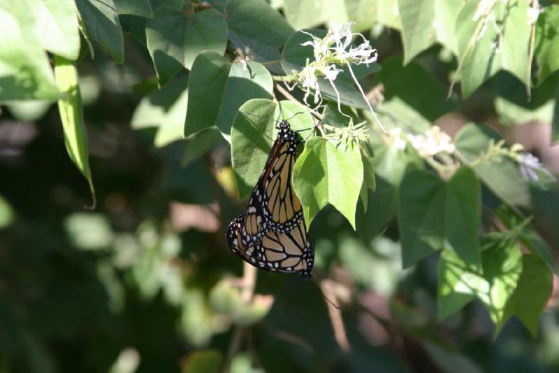 2007-10-27 13:33:16 ** Botanischer Garten, Phoenix ** Monarchfalter.