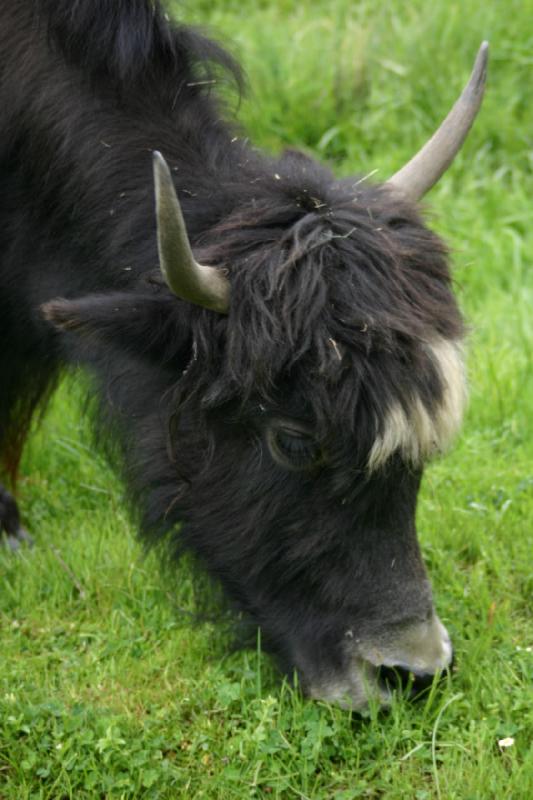 2005-05-07 15:10:34 ** Oregon, Roseburg, Zoo ** Buffalo.