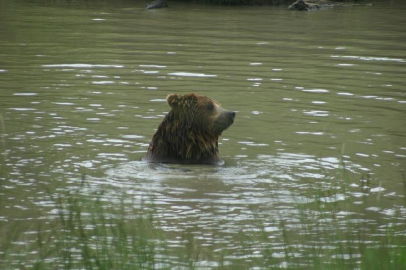 2005-05-07 14:37:35 ** Oregon, Roseburg, Zoo ** Bear.