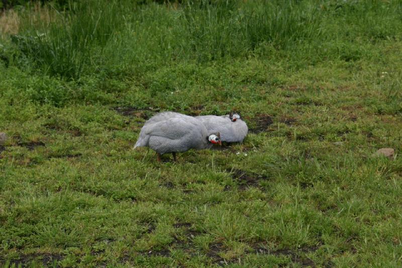 2005-05-07 14:21:21 ** Oregon, Roseburg, Zoo ** Guinea fowls.