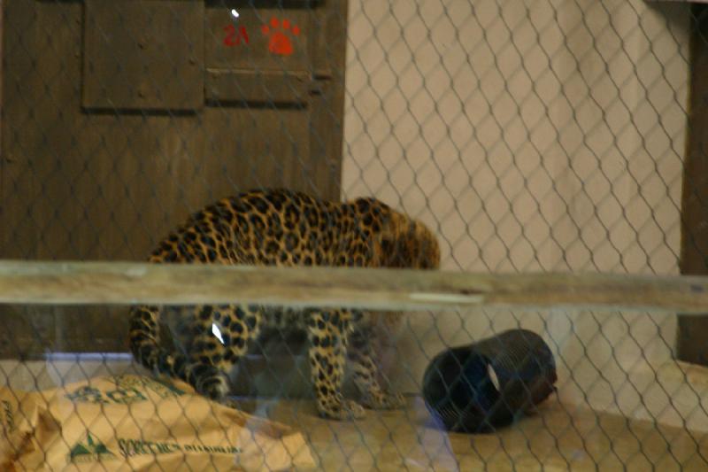 2007-06-18 10:44:24 ** Utah, Zoo ** Leopard.