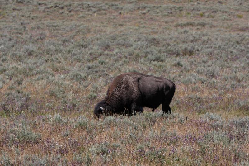 2008-08-16 11:35:29 ** Bison, Yellowstone National Park ** 