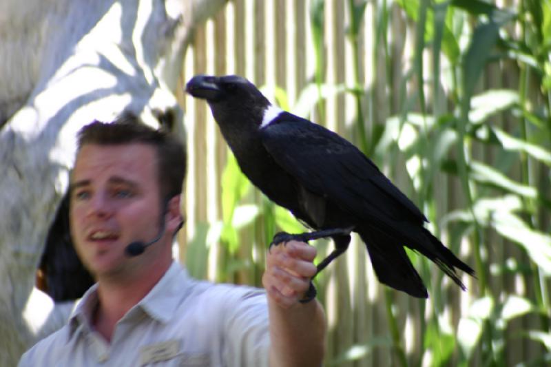 2007-06-18 11:14:02 ** Utah, Zoo ** Der Rabe ist darauf trainiert, einen Geldschein bei einem der Besucher abzuholen und zurück zum Trainer zu bringen.