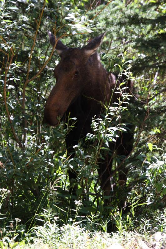 2010-08-21 11:15:28 ** Moose, Uinta Mountains ** 