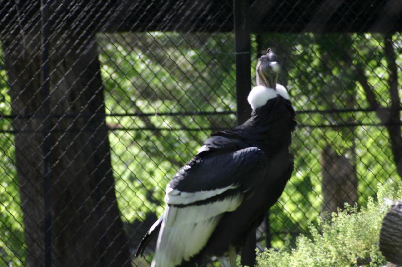 2005-05-21 17:06:04 ** Tracy Vogelpark ** Leider konnte man nicht sehr nah an den Zaun heran. Aber es ist vielleicht auch besser. Dieser Andenkondor könnte einem sicher mit einem Versuch den Finger abbeißen.