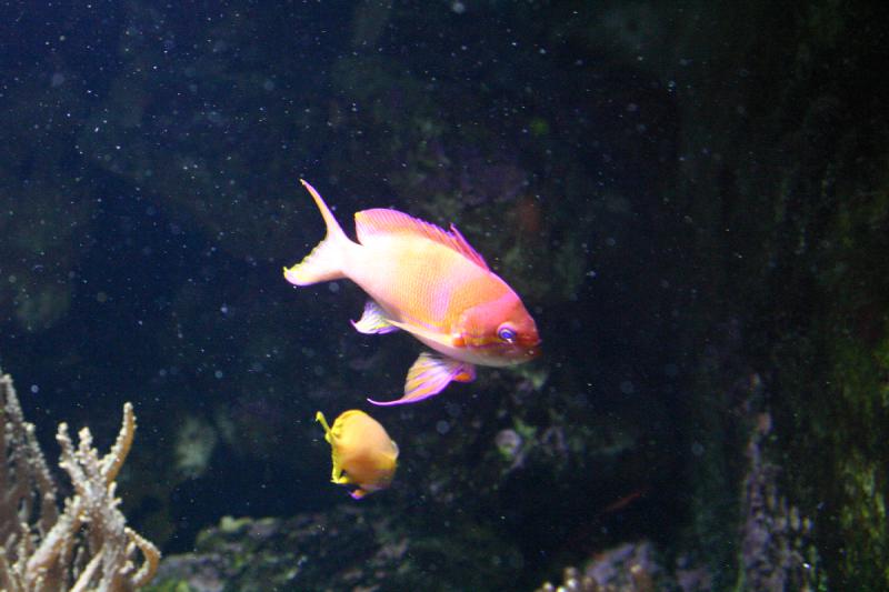 2005-08-25 14:21:27 ** Aquarium, Berlin, Deutschland, Zoo ** Roter und gelber Fisch.