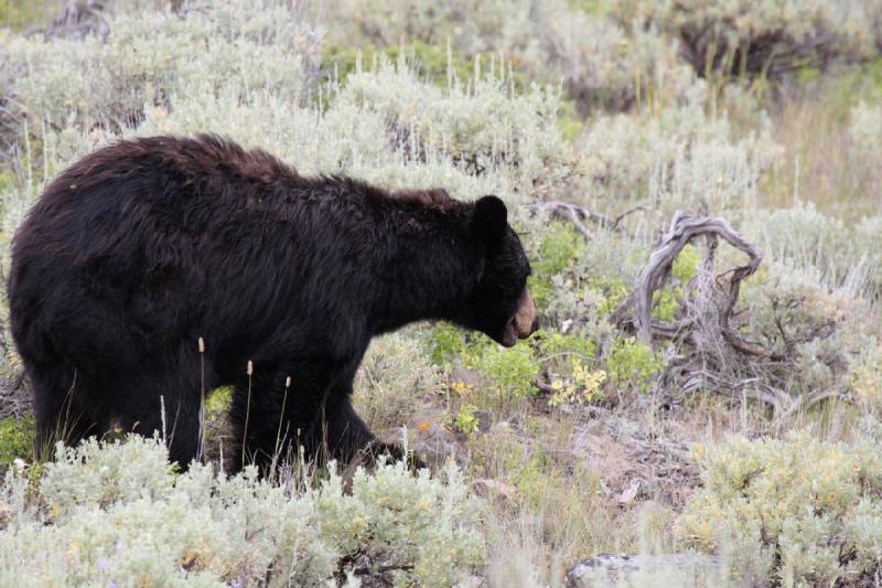 2009-08-05 14:08:45 ** Black Bear, Yellowstone National Park ** 