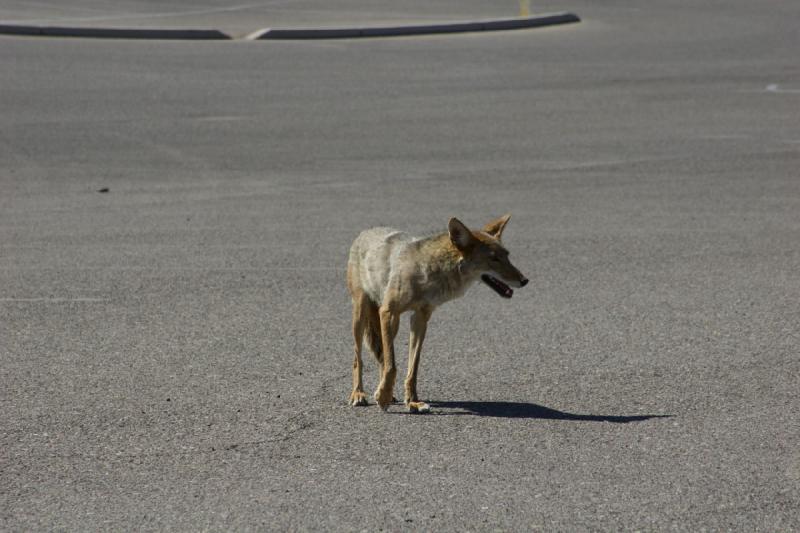 2006-06-17 15:37:36 ** Tucson ** Er hat wohl gehofft, daß wir ihm was zu Fressen geben.