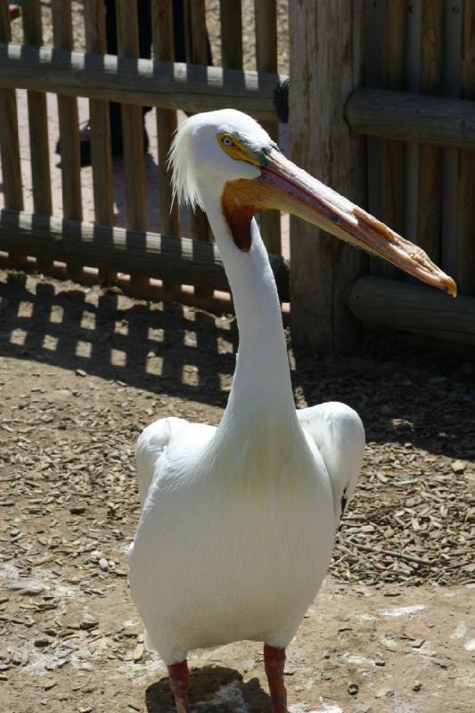 2008-05-04 11:57:26 ** Utah, Zoo ** 