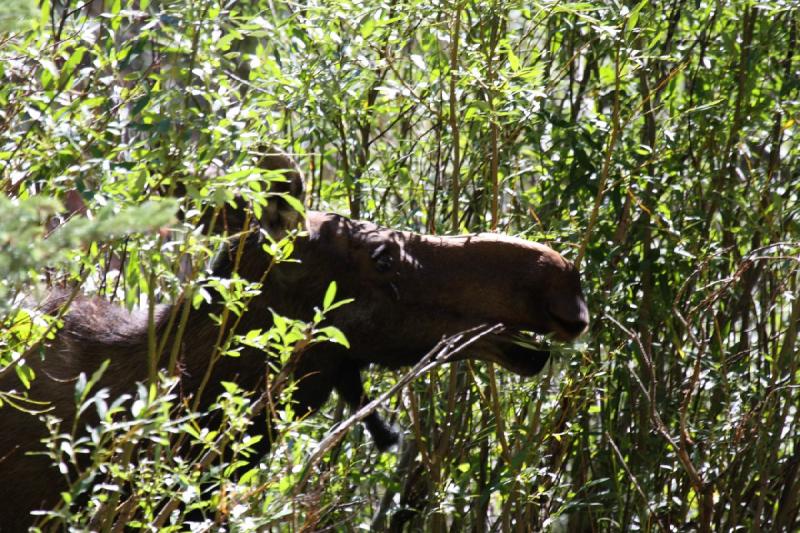 2010-08-21 11:03:49 ** Moose, Uinta Mountains ** 