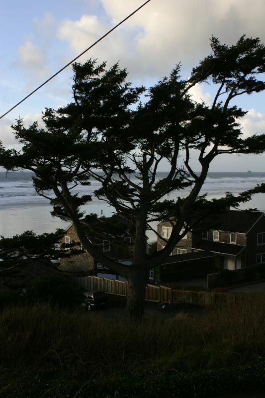 2006-01-28 17:04:52 ** Cannon Beach, Oregon ** Ein Baum.