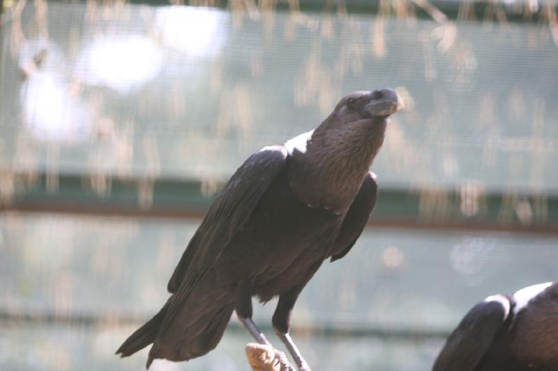 2010-04-13 13:22:55 ** Deutschland, Walsrode, Zoo ** 