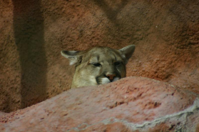 2007-03-11 14:01:18 ** Utah, Zoo ** Puma.