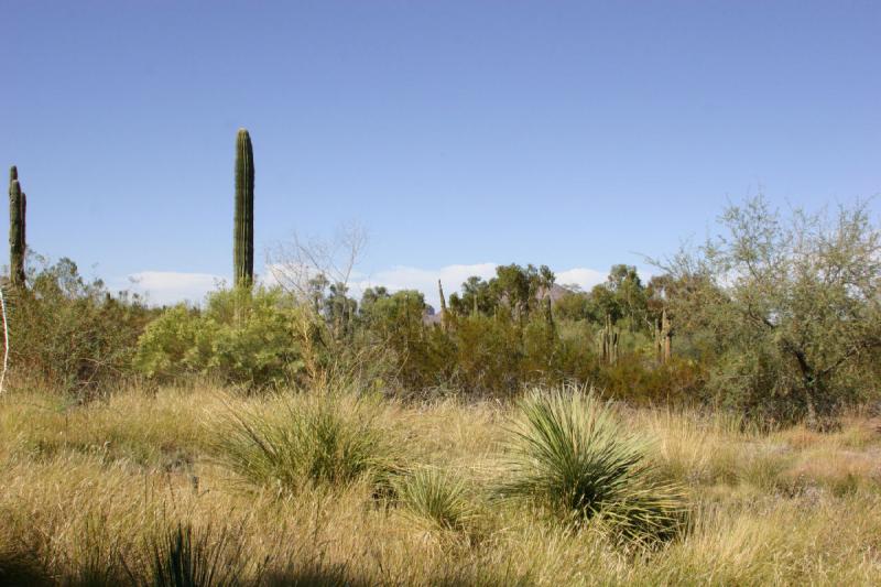 2007-10-27 14:09:10 ** Botanischer Garten, Kaktus, Phoenix ** Saguaro und andere Kakteen.